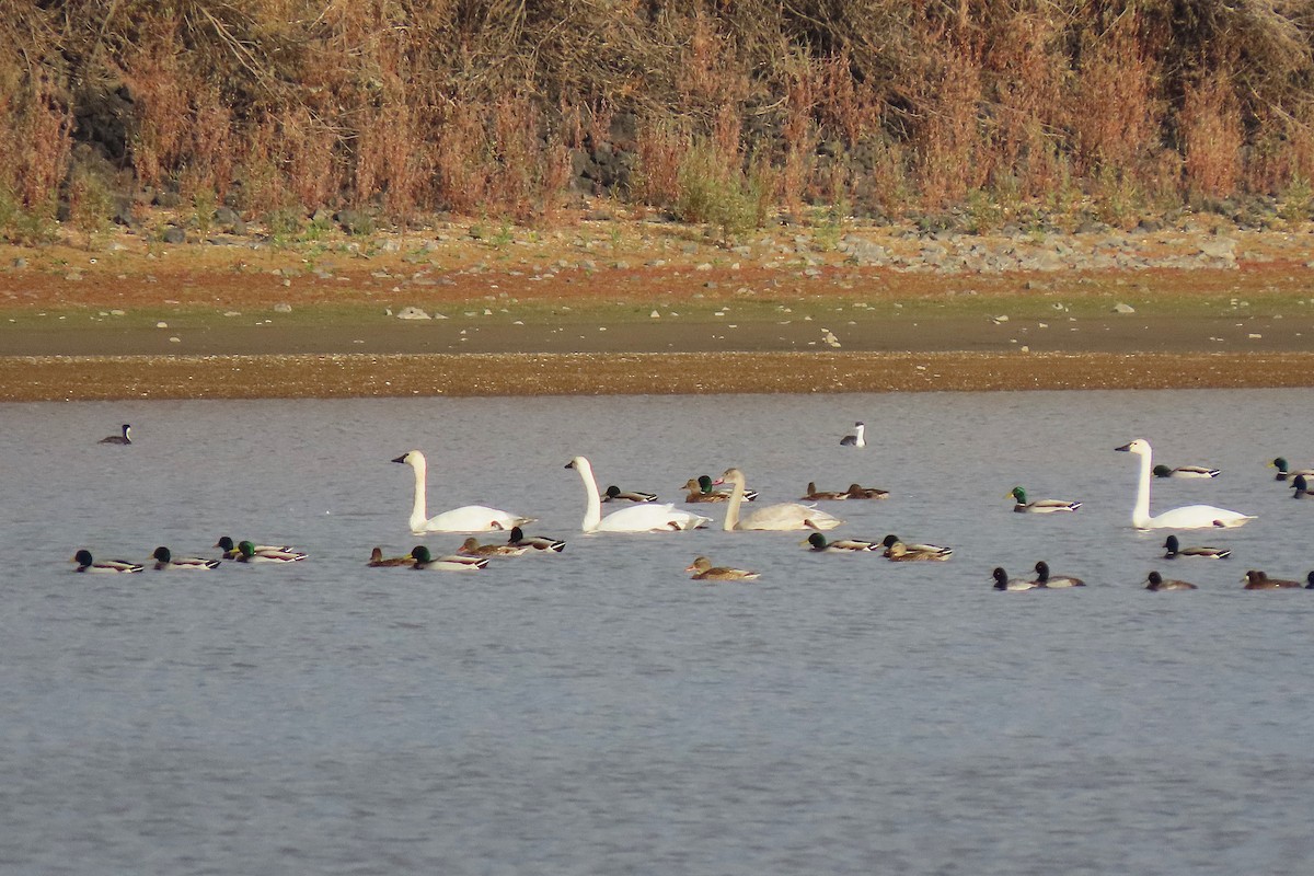 Гунгар хун - ML644470759