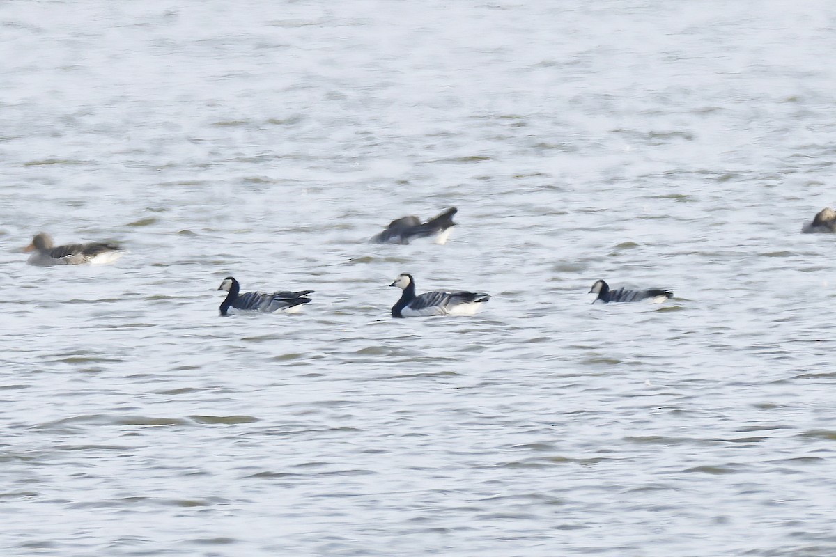 カオジロガン - ML644470761