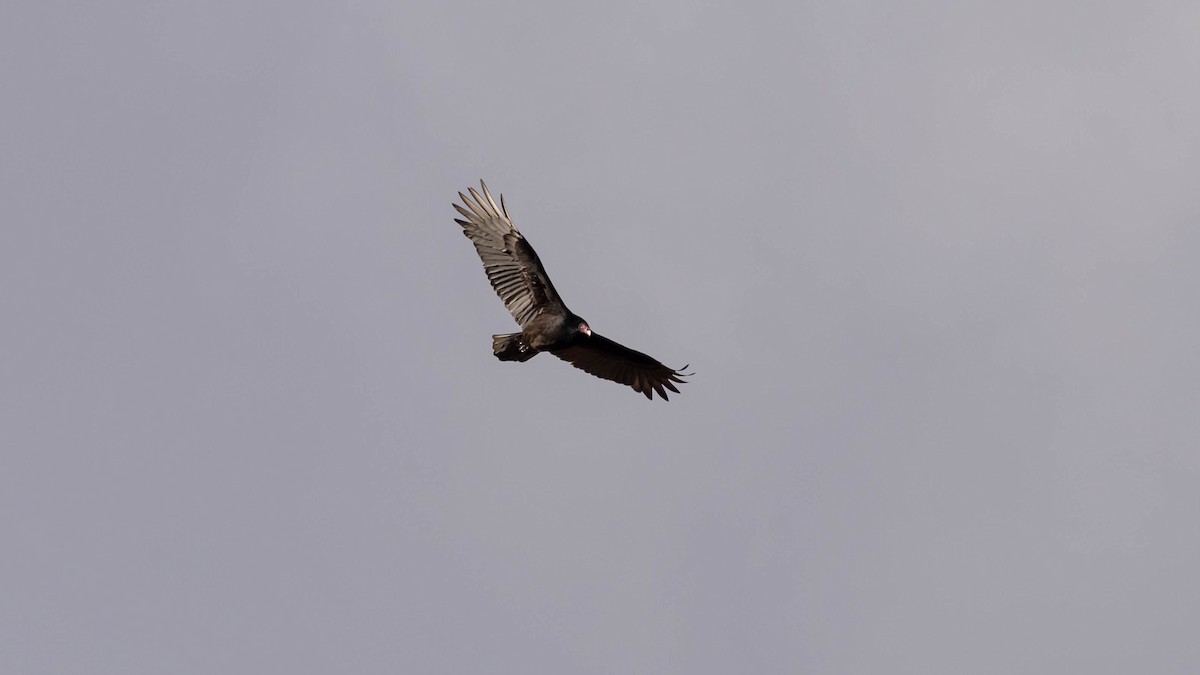 Turkey Vulture - ML644470765