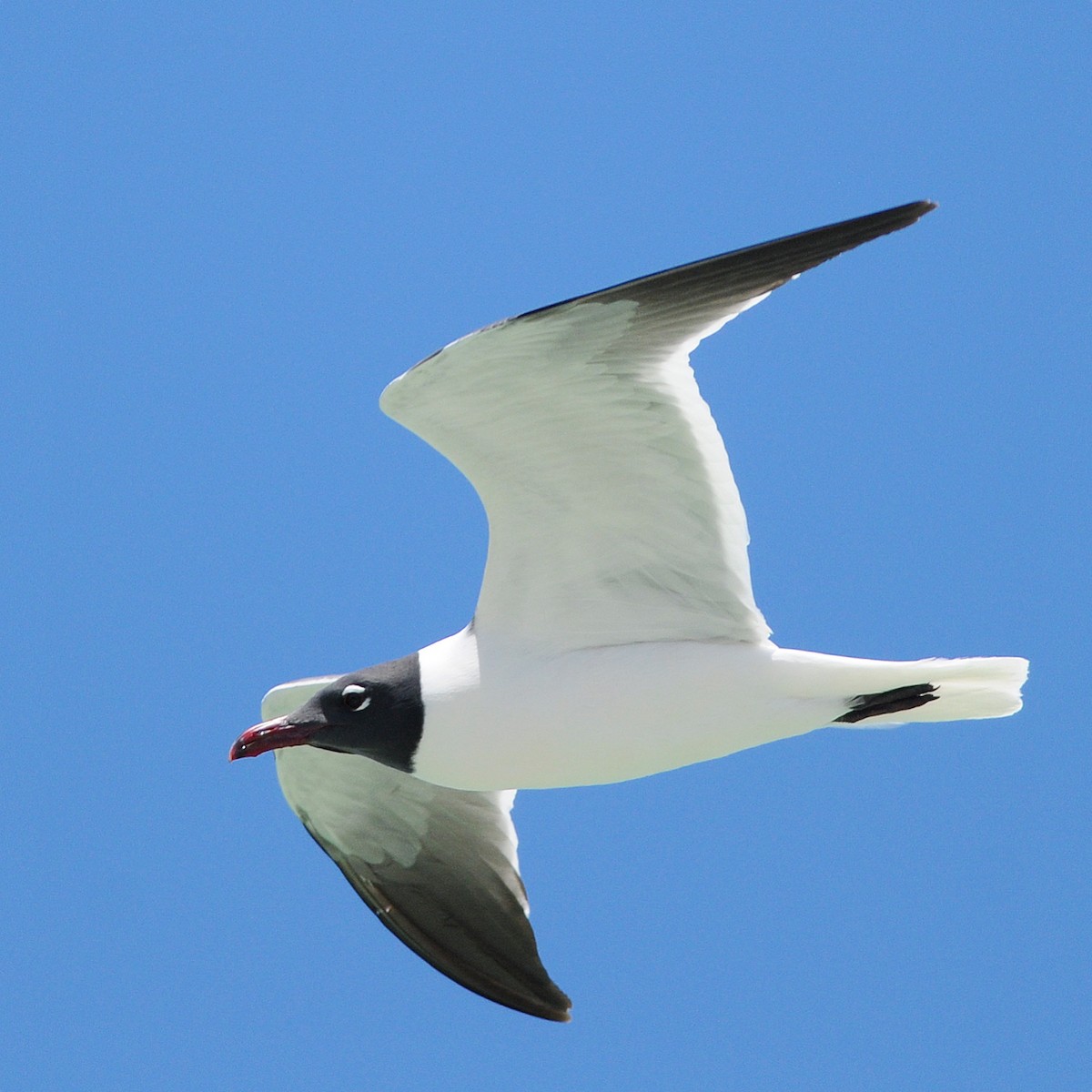 Mouette atricille - ML644470769