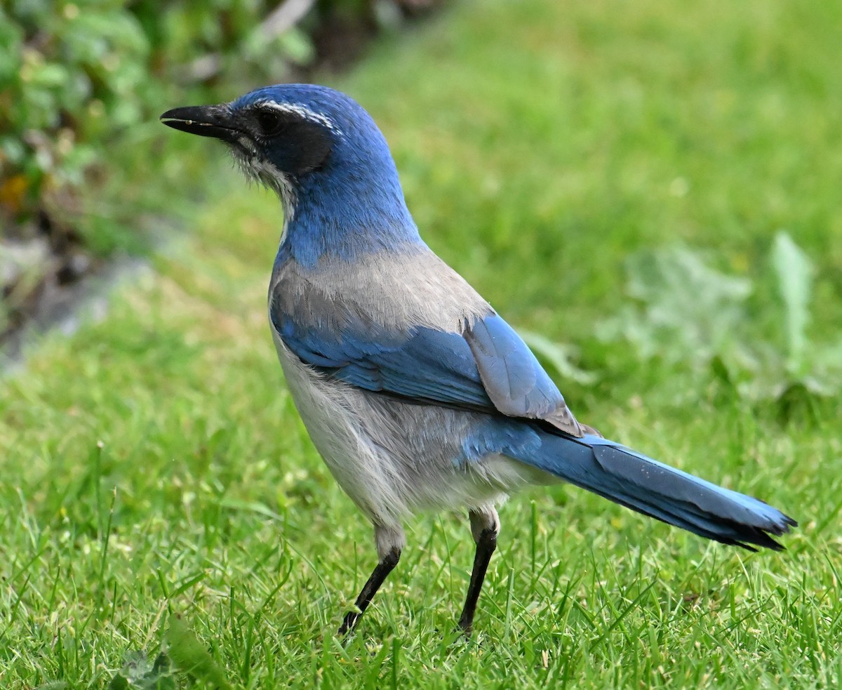 Chara Californiana - ML644470772