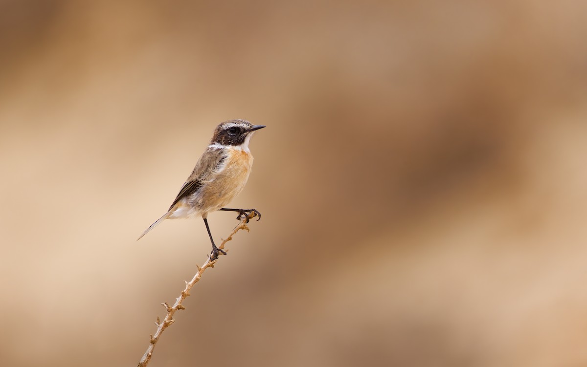 Fuerteventura Stonechat - ML644470775