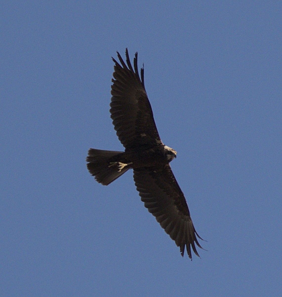 Western Marsh Harrier - ML644470776