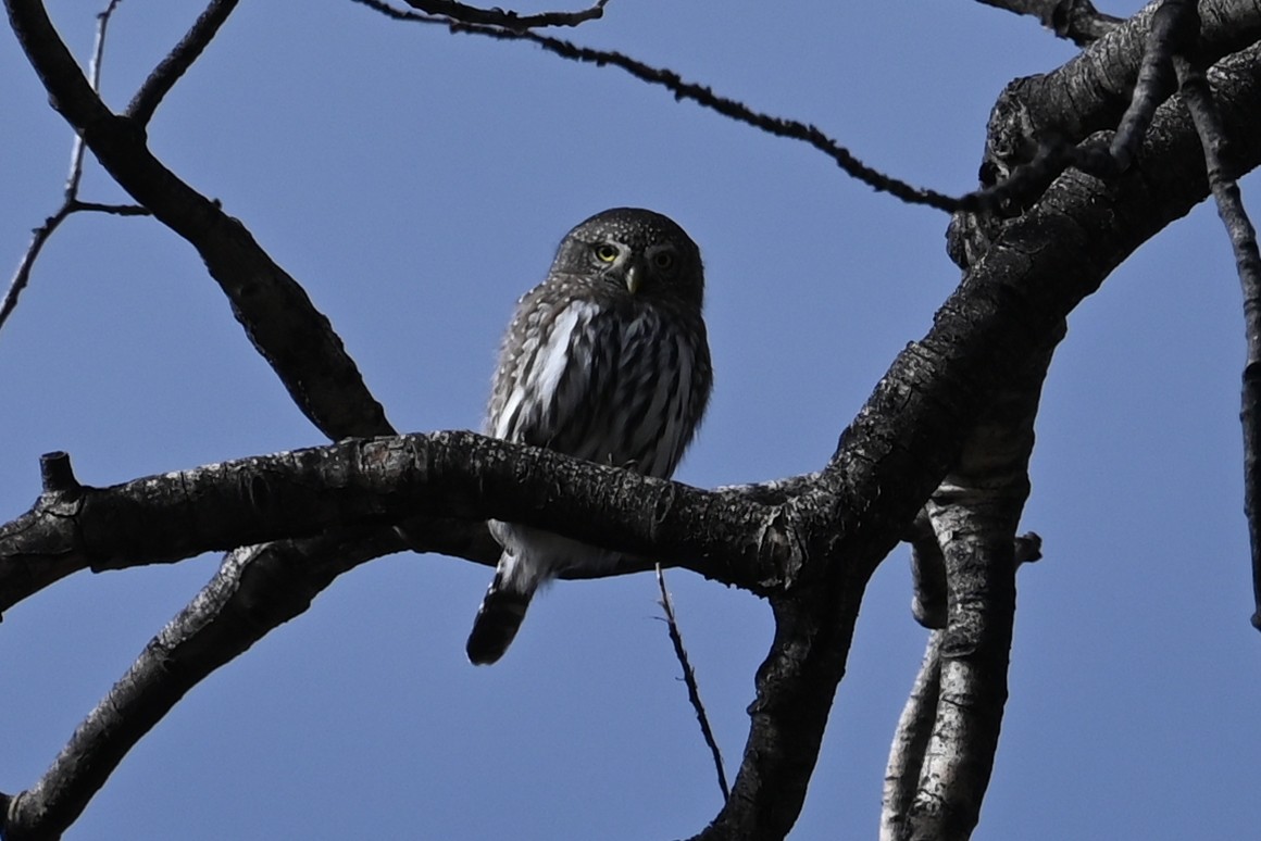 Northern Pygmy-Owl (Rocky Mts.) - ML644470783