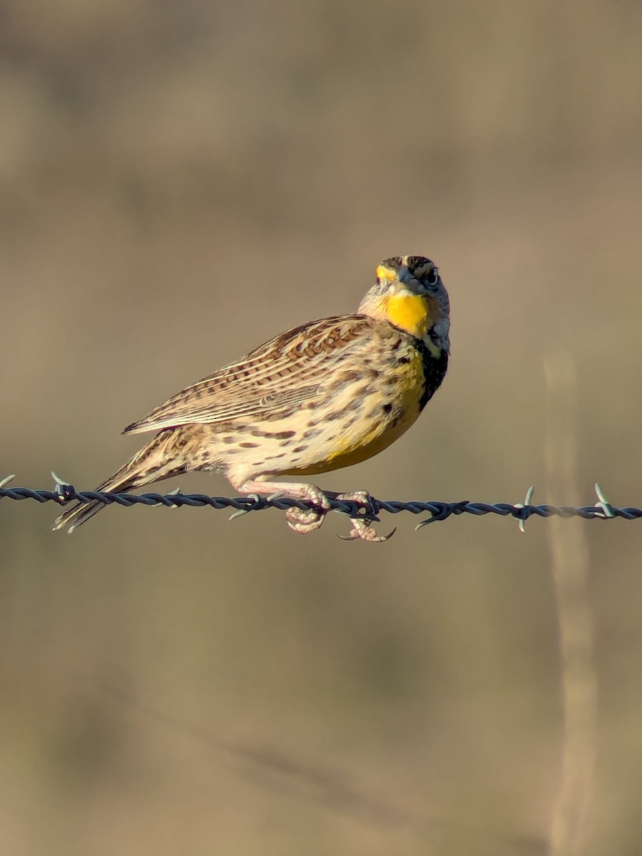 prærielerketrupial - ML644470784