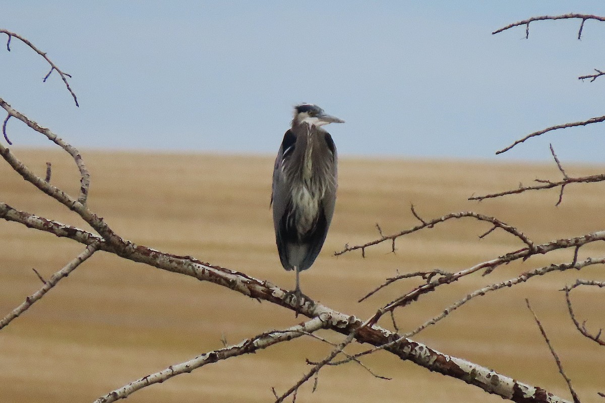 Great Blue Heron - ML644470786
