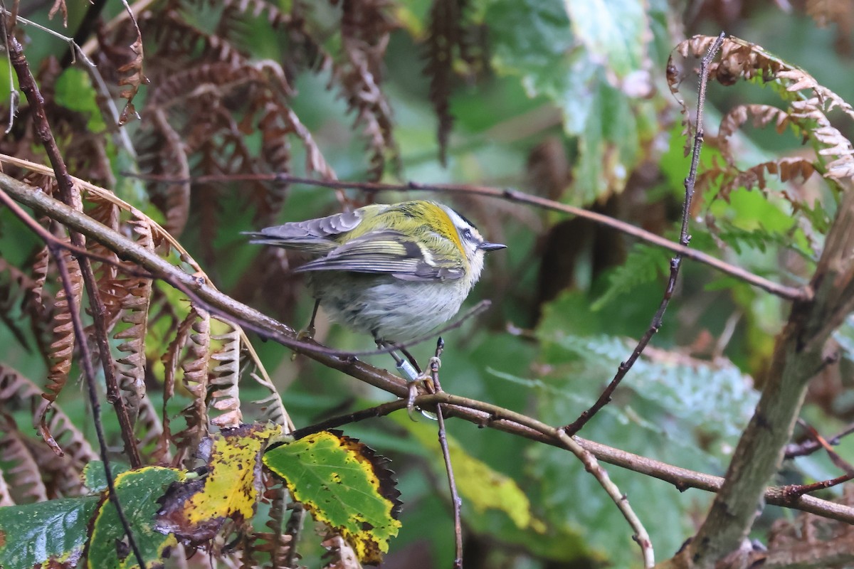 Common Firecrest - ML644470788