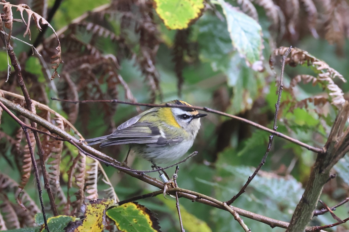 Common Firecrest - ML644470789