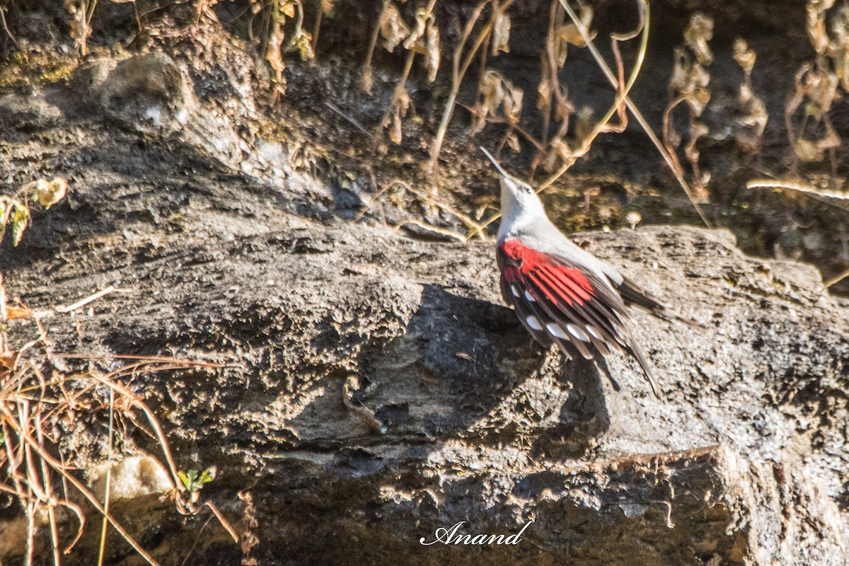 Wallcreeper - ML644470794