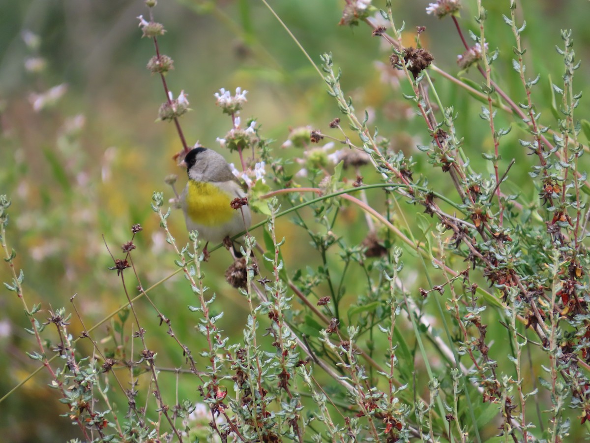 gråstillits - ML644470799