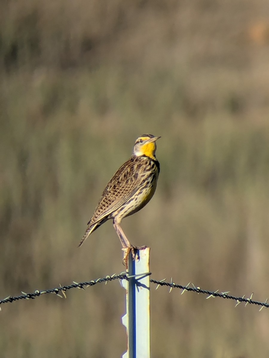 prærielerketrupial - ML644470805