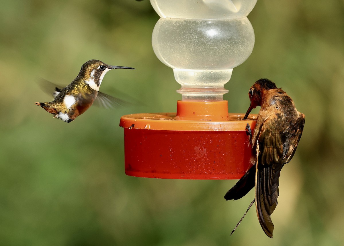 シロハラチビハチドリ - ML644470807