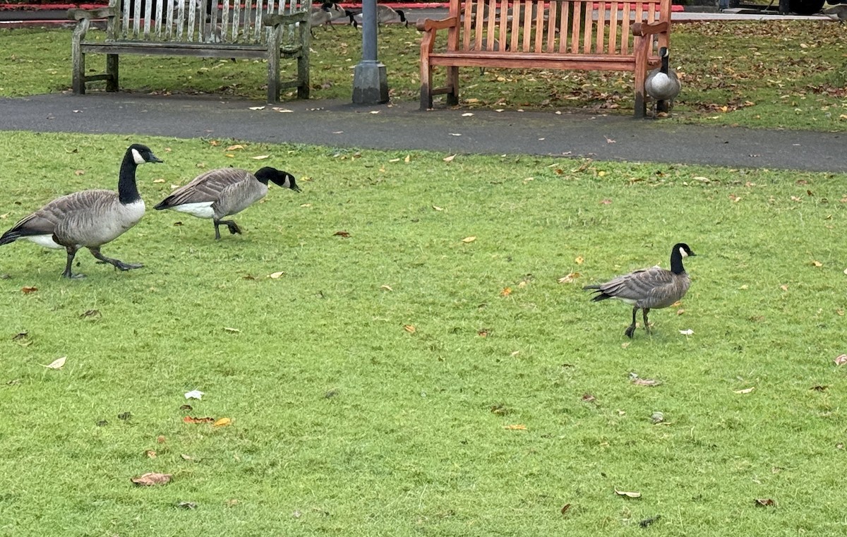 Cackling Goose - ML644470809