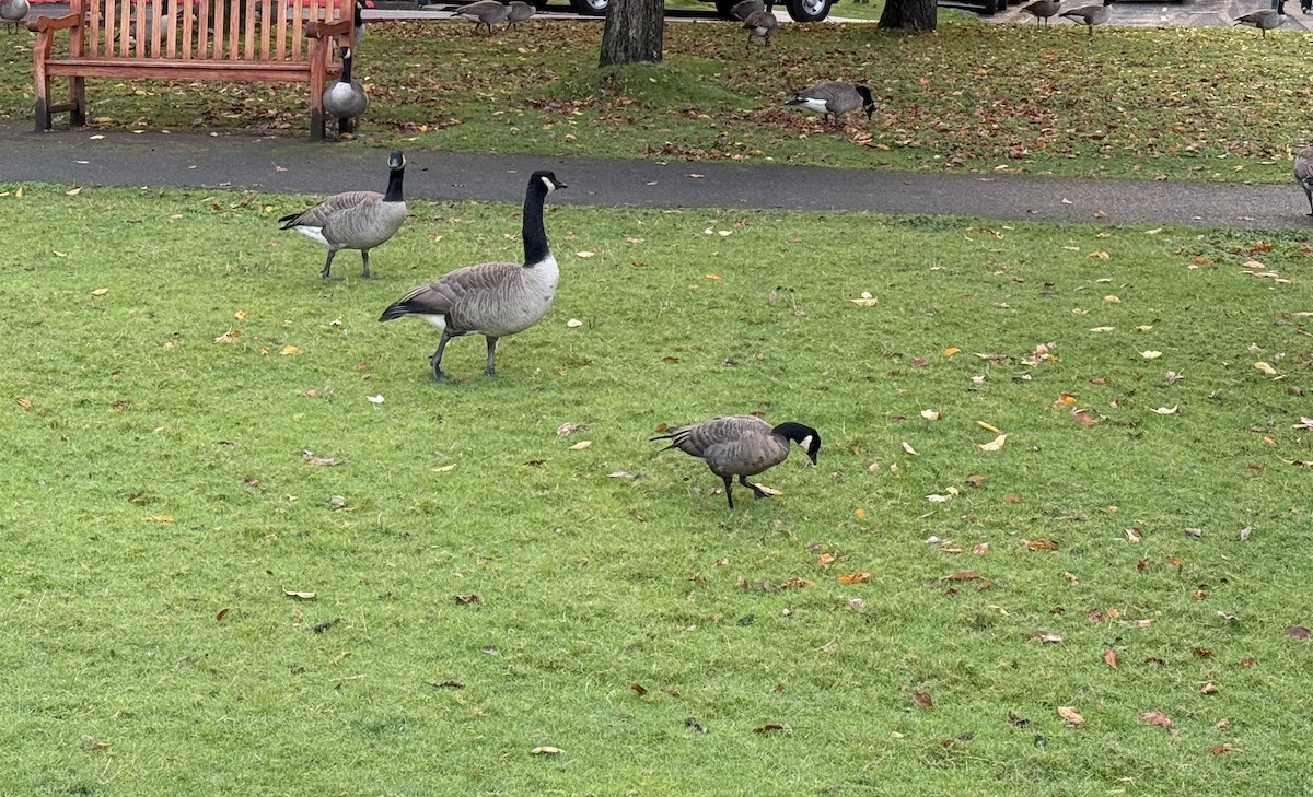 Cackling Goose - ML644470810