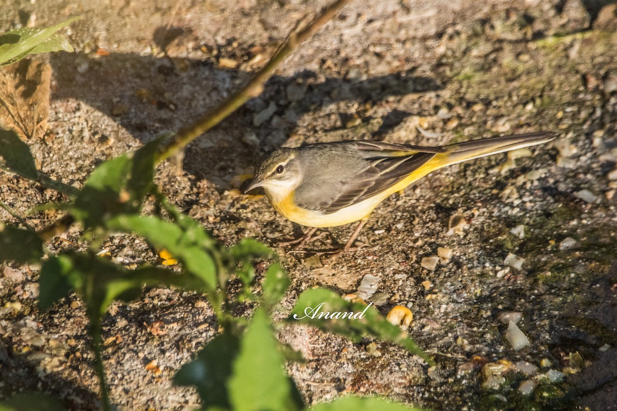 Gray Wagtail - ML644470811