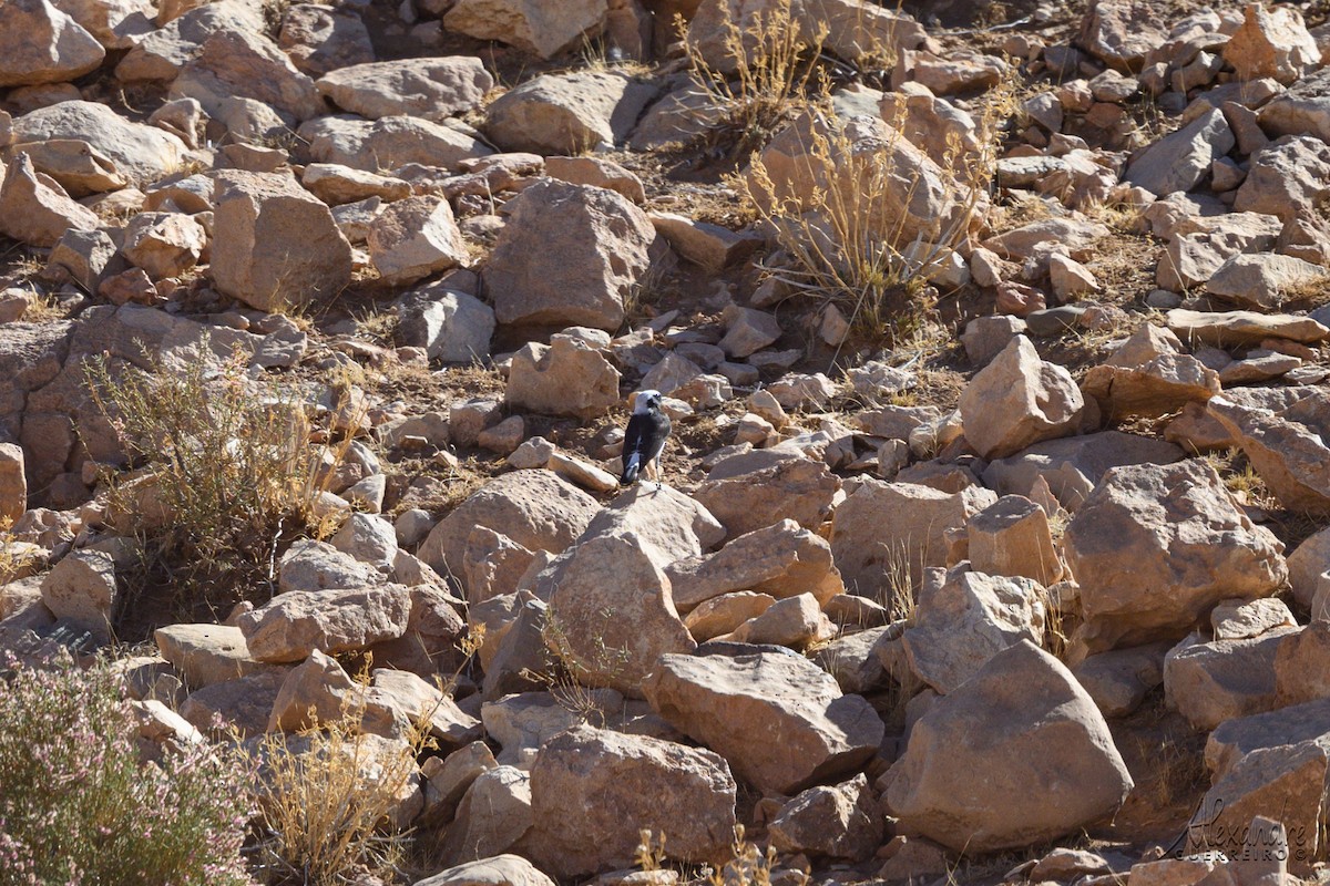 Mourning Wheatear (Maghreb) - ML644470821