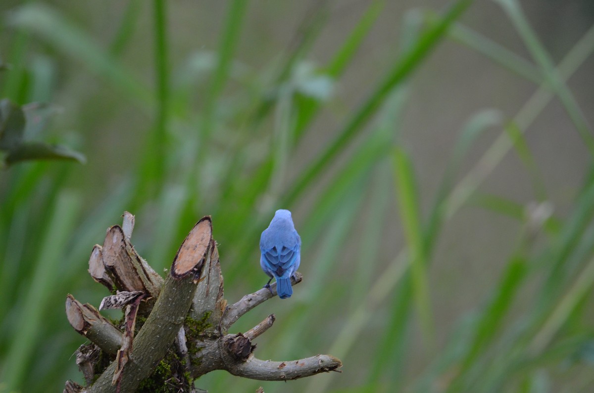 Blue-gray Tanager - ML644470829