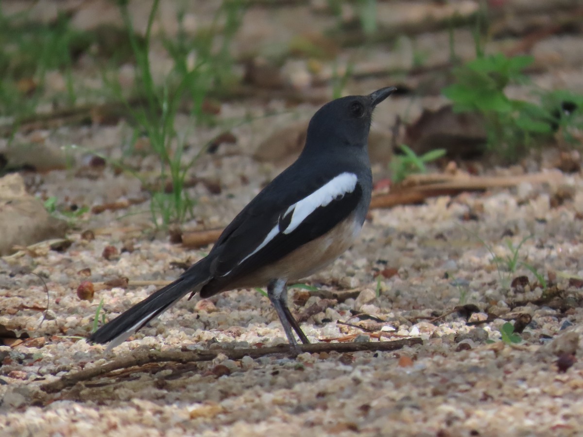 Oriental Magpie-Robin - ML644470830