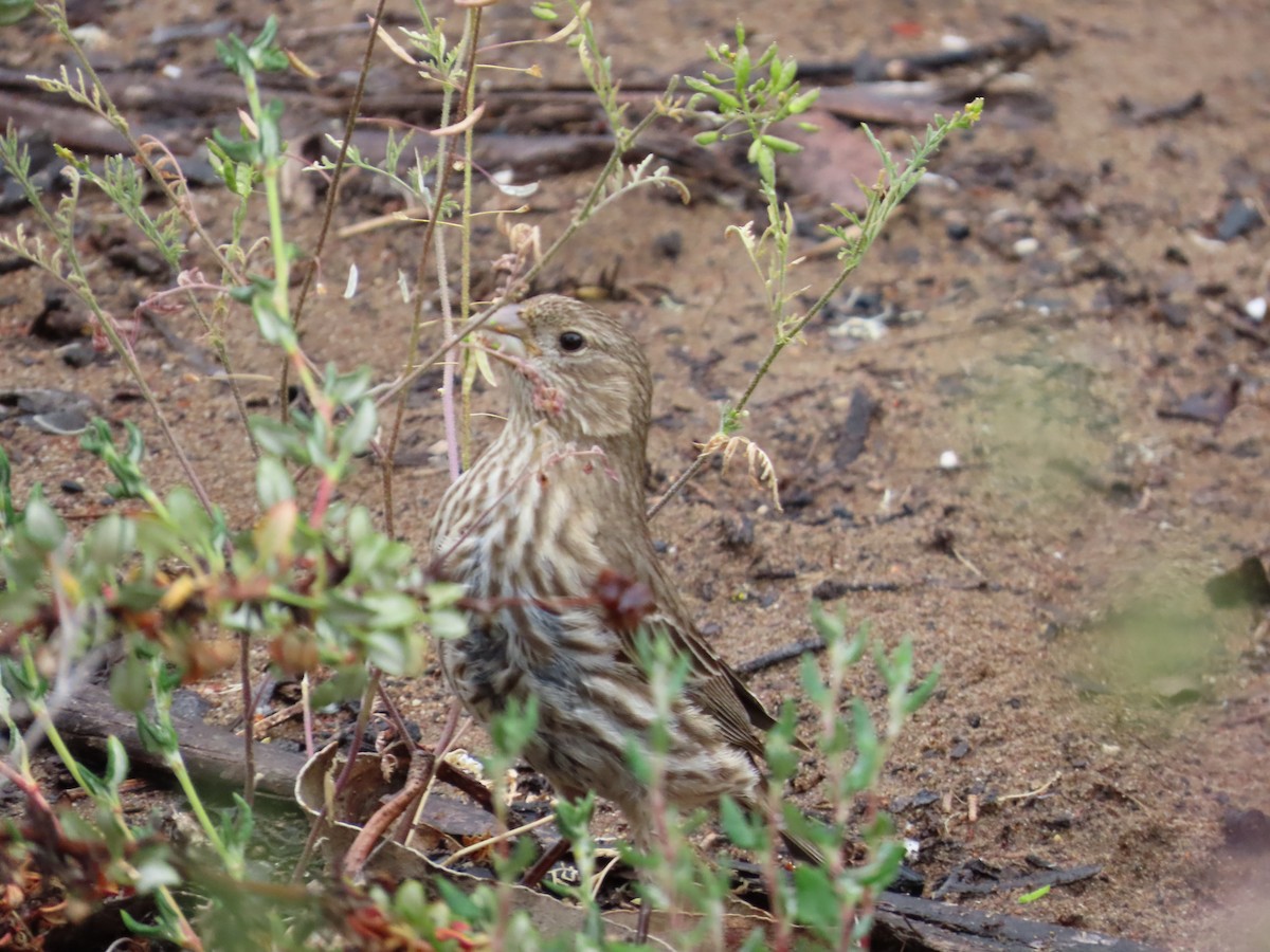 House Finch - ML644470835