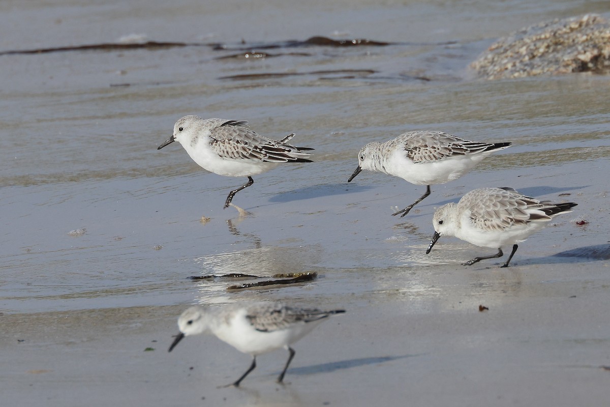 Гурвалж элсэг - ML644470836