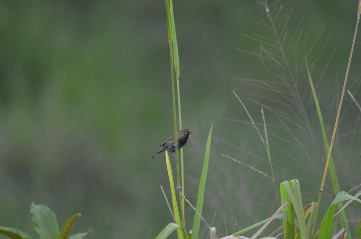Yellow-faced Grassquit - ML644470845