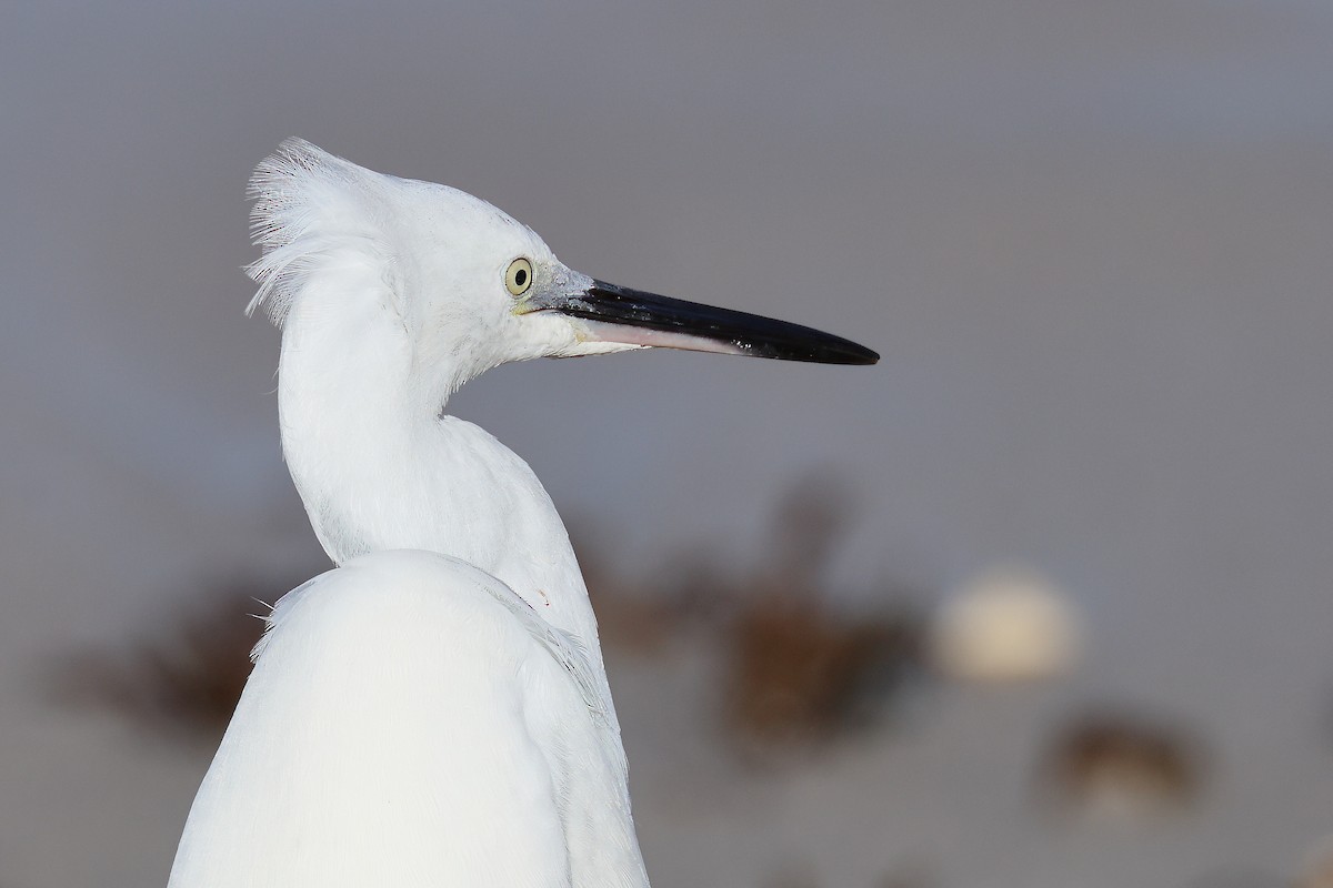 Little Egret - ML644470846