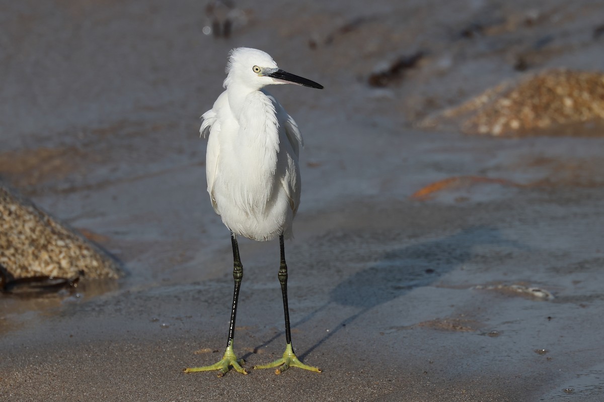 小白鷺 - ML644470848