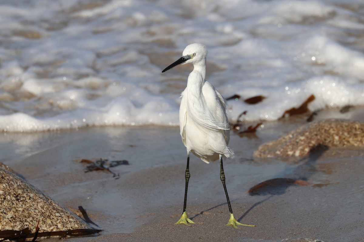 小白鷺 - ML644470849