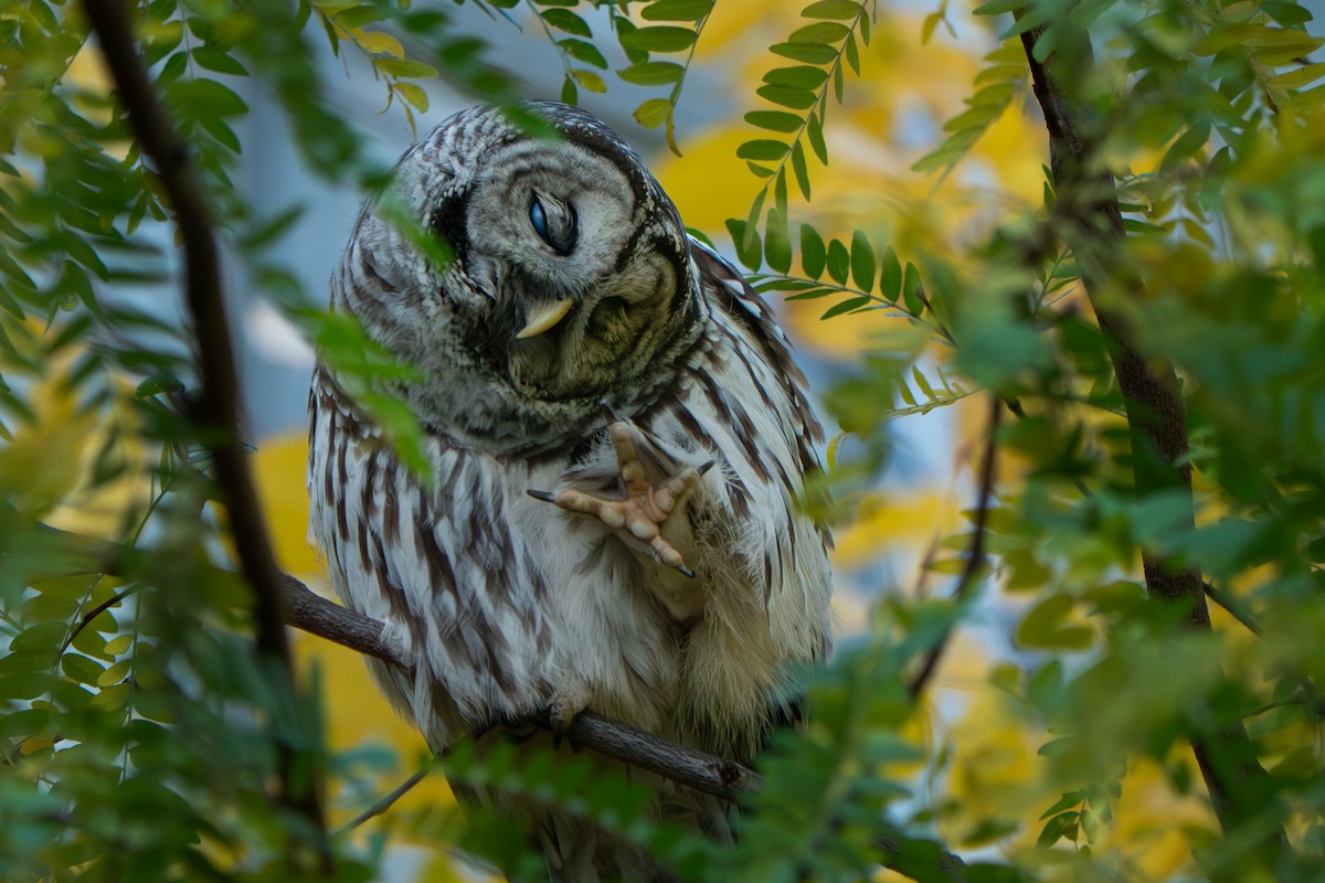 Barred Owl - ML644470851