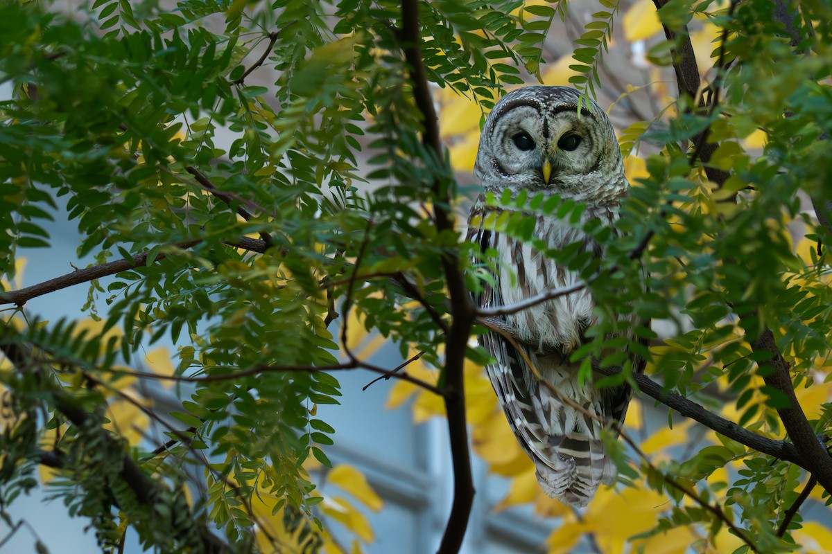 Barred Owl - ML644470852