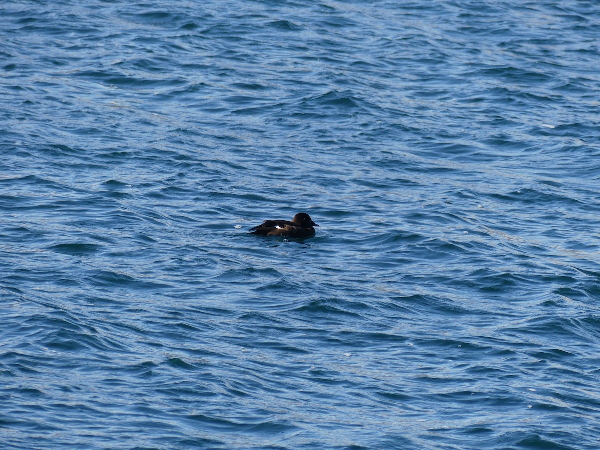 White-winged Scoter - ML644470853