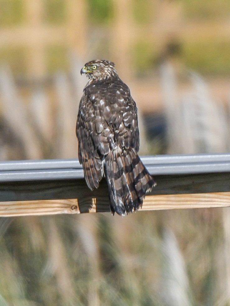 Cooper's Hawk - ML644470854
