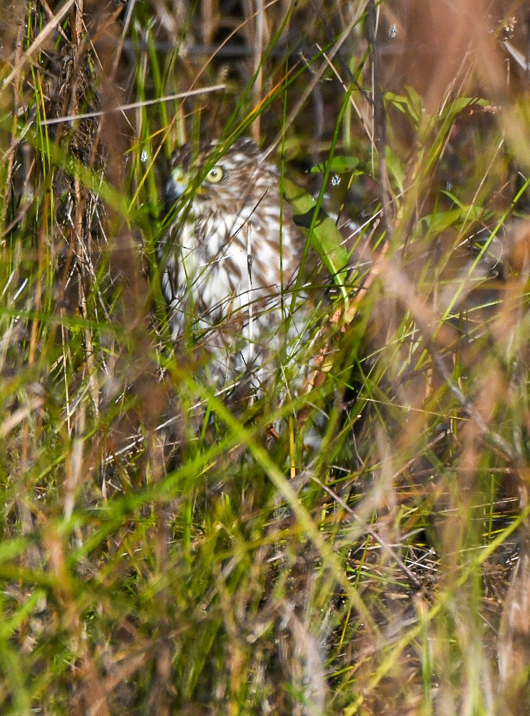 Cooper's Hawk - ML644470855