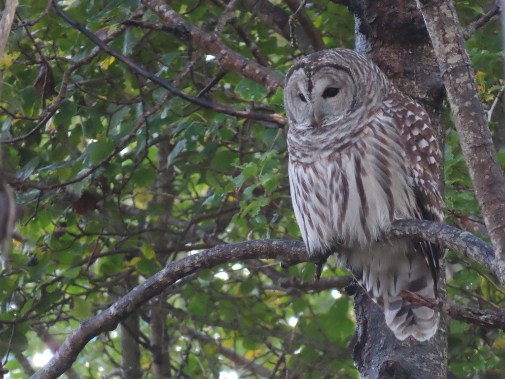 Barred Owl - ML644470856