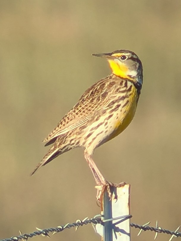 Western Meadowlark - ML644470857