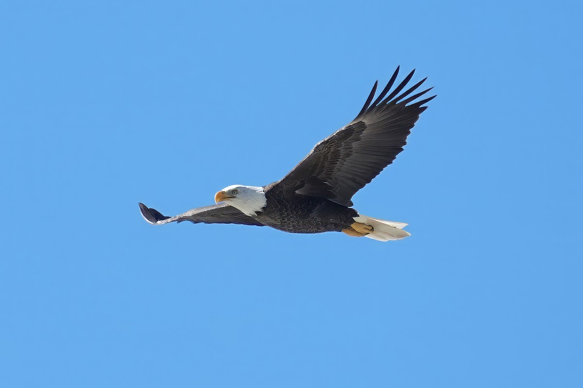 Bald Eagle - ML644470858