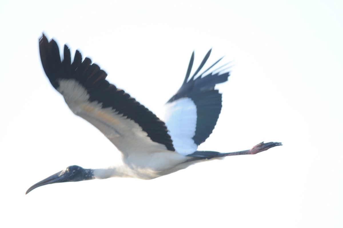 Wood Stork - ML644470859