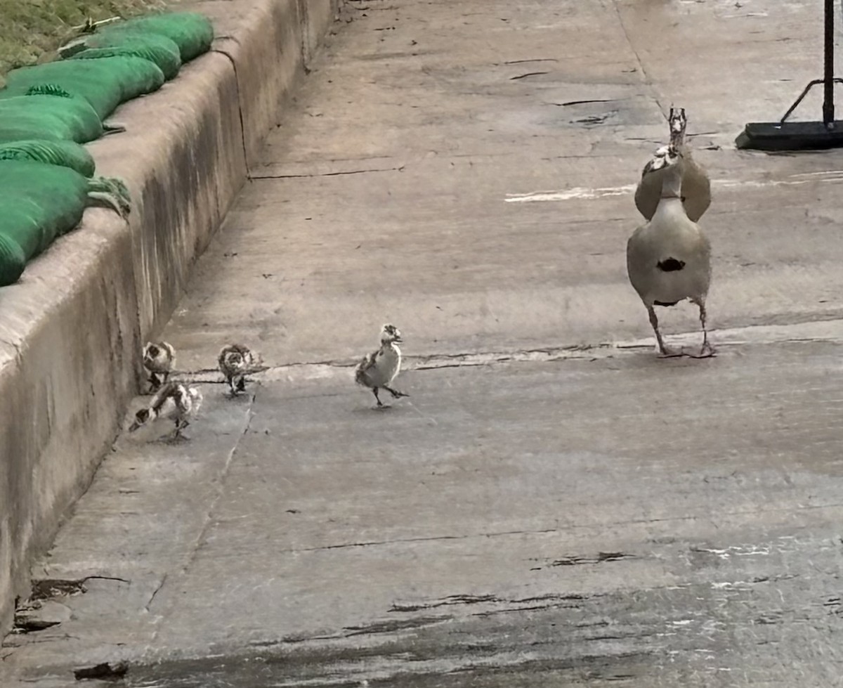 埃及雁 - ML644470860