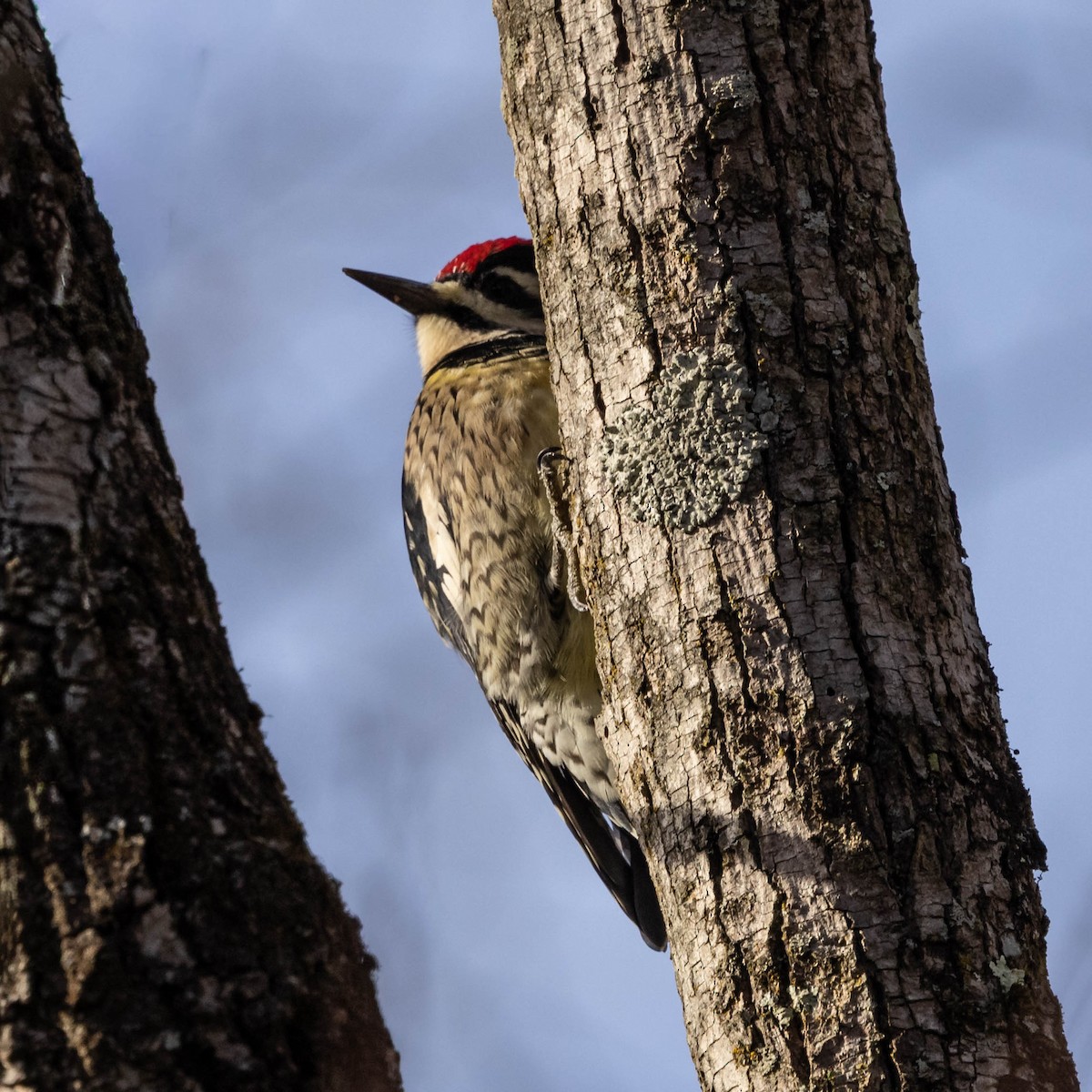 Yellow-bellied Sapsucker - ML644470863
