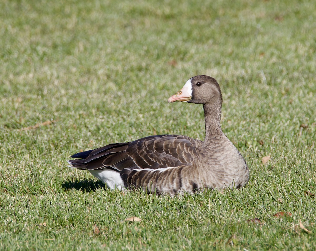 白額雁 - ML644470864