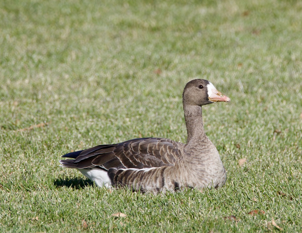 白額雁 - ML644470865