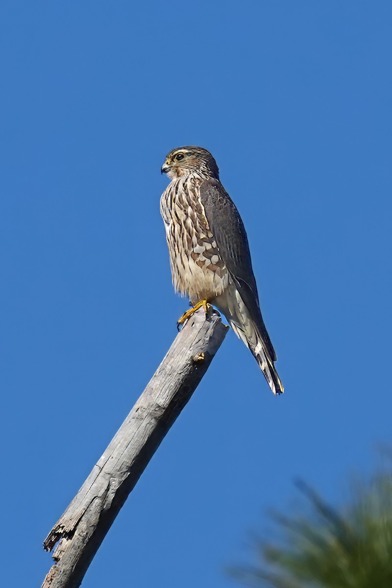 灰背隼 - ML644470866