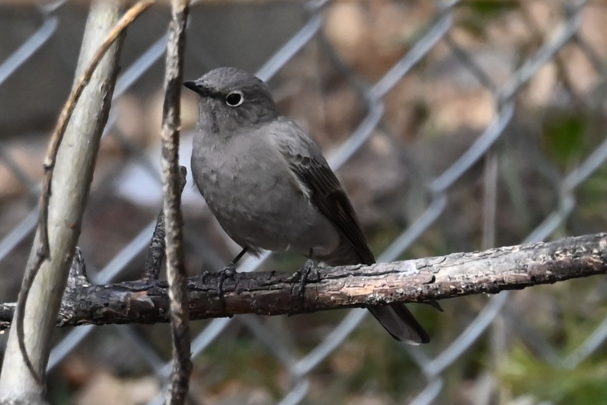 Townsend's Solitaire - ML644470868
