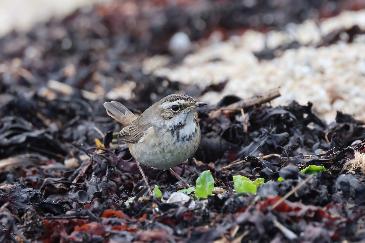 Bluethroat - ML644470869