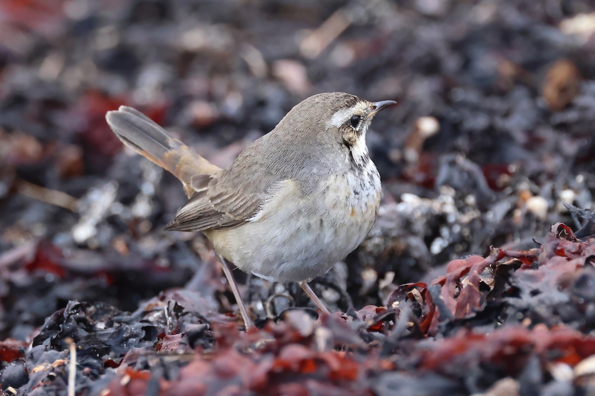 Bluethroat - ML644470870