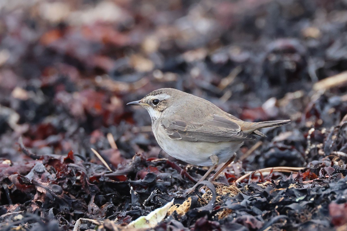 Bluethroat - ML644470871