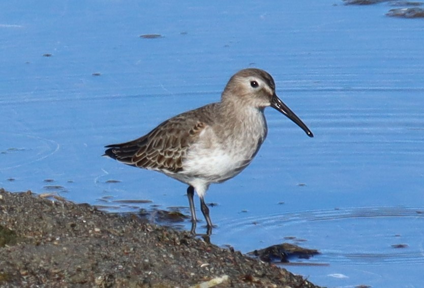 Чернозобик - ML644470872