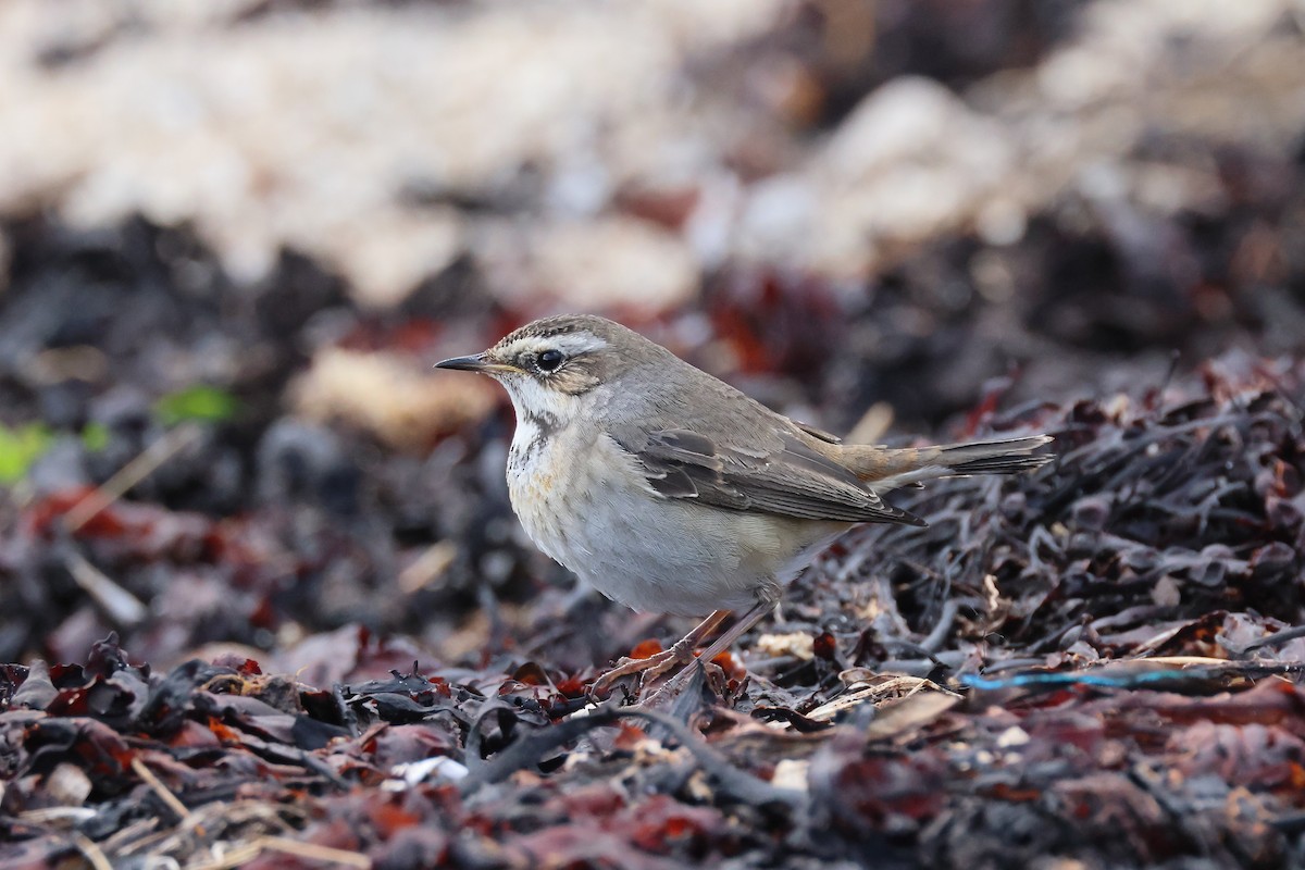 Bluethroat - ML644470873