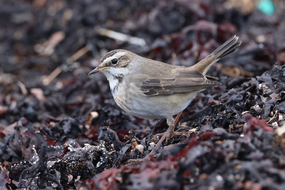 Bluethroat - ML644470874