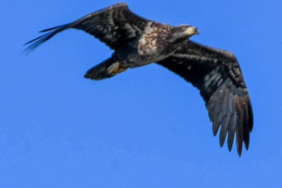 Bald Eagle - ML644470877